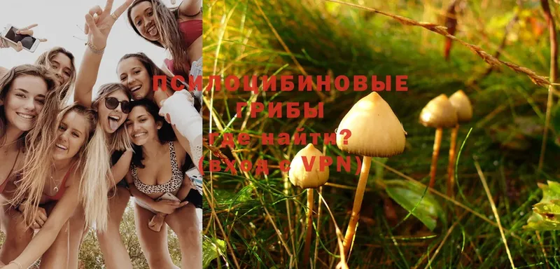 Галлюциногенные грибы Psilocybe  маркетплейс как зайти  Бежецк 